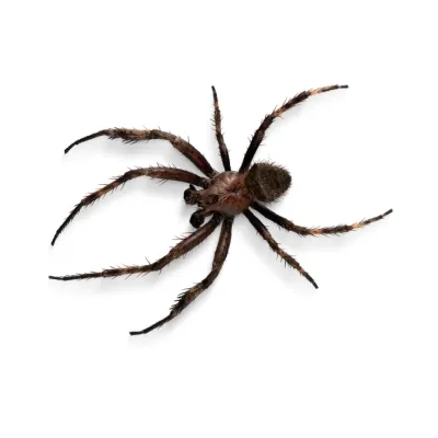 Spiders