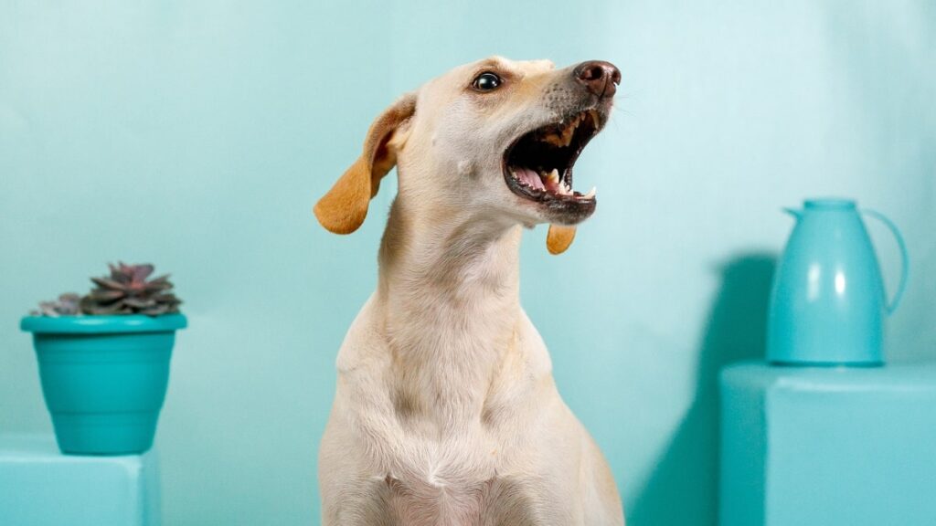 Behavior of Your Pet has Changed