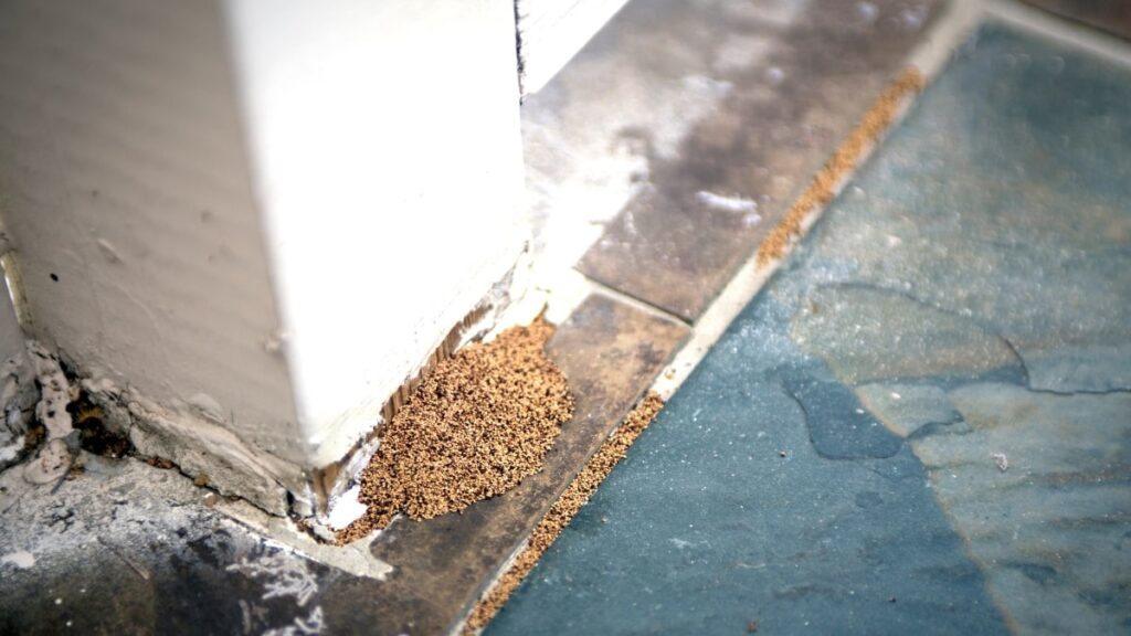 Pest Droppings or Grease Build-up